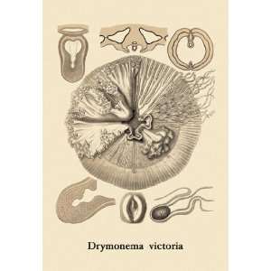  Jellyfish Drymonema Victoria 24x36 Giclee