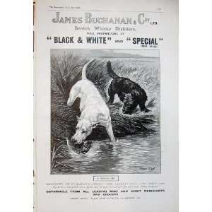  1906 Advert Buchanan Scotch Whisky Dogs Otter River
