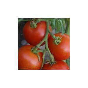  Organic Tomato Seeds   MoneyMaker Heirloom Variety Patio 