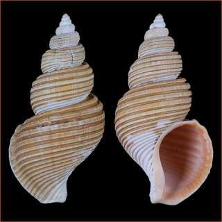 Sea shells Ancistrolepis vietnamensis 99mm #BUC 36  