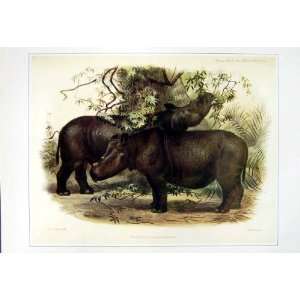   C1990 Mammals Rhinoceros Sumatrensis Sumatran Colour