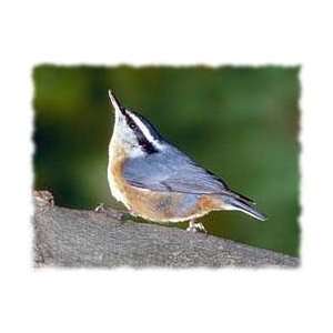  Nuthatch Shirts