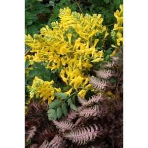  CORYDALIS CANERY FEATHERS / 1 gallon Potted Patio, Lawn 