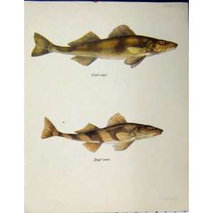  Zingel Streber Fish C1977 Antique Colour Print Brown