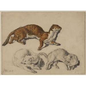   James Ward   24 x 18 inches   Three studies of a stoat