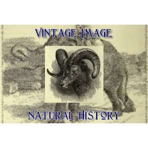 15cm) Art Paper Mounted Print Vintage Natural History Image Head 
