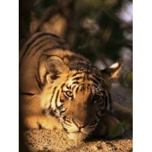  Indo Chinese Tiger Cub, Panthera Tigris Corbetti, Tiger 