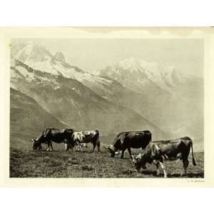  1907 Print Col de Balme Switzerland Cattle Pasture 