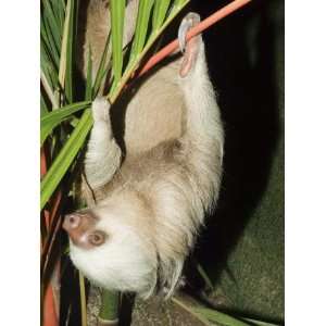 Sloth, Manuel Antonio, Costa Rica, Central America Premium 