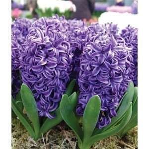  Hyacinth, Blue Pearl 5 Bulbs