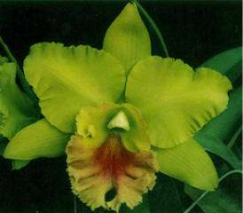 PORTS OF FORTUNE ~DRAGON KING~ CATTLEYA Orchid Plant  