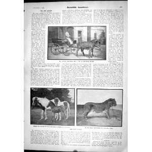 1903 Scientific American Hybrids Iceland Pony Zebra Progeny Lawrence 