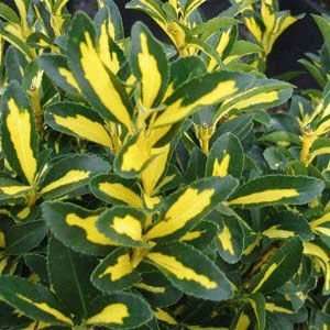  EUONYMUS SOLAR FLAIR / 1 gallon Potted Patio, Lawn 
