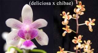 Phal deliciosa x chibae miniature orchid, blooming size  