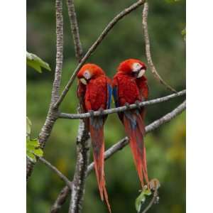  Pair of Scarlet Macaws (Ara Macao) Perched Side by Side on 