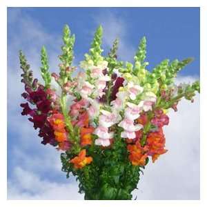 Snapdragon Flowers Assorted Colors 150 Grocery & Gourmet Food