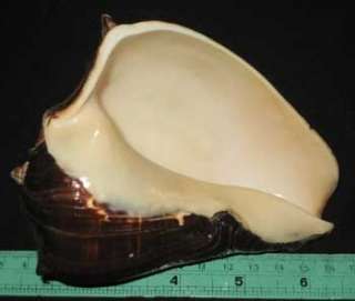 135 mm Large Melongena Patula Crown Conch Seashell Sea Shell ##3 