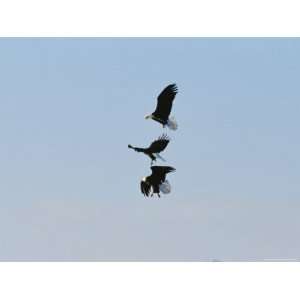  Trio of American Bald Eagles Soar Through a Cloudless Blue 