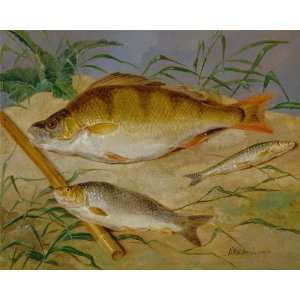  Poster   An Anglers Catch of Coarse Fish 19.5 X 24.0 