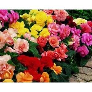  Roseform Mixed Begonia Seed Pack Patio, Lawn & Garden