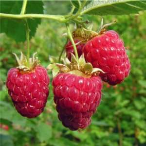 Raspberry Ketones Thermogenic Fat Loss Supplement 60 Capsules 150 Mg