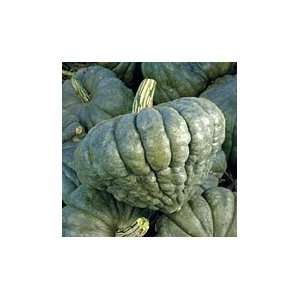  Queensland Blue Squash   1 lb. Patio, Lawn & Garden