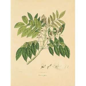  Nathaniel Wallich   East Indian Plants II Gouttelette 