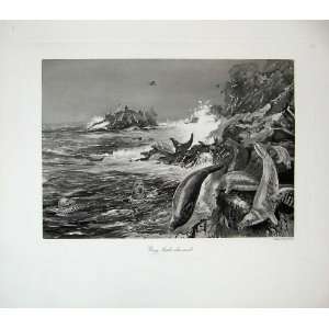    1904 Millais Grey Seal Rocks Birds Mammals Animals