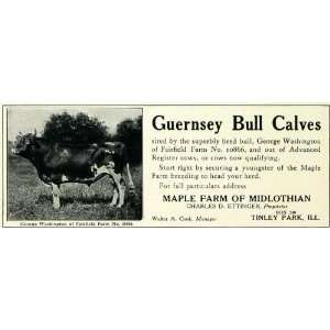   Guernsey Bull Calves Farm   Original Print Ad
