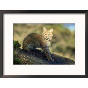 Bobcat, Felis Rufus in Dappled Light Montana Framed Photographic 