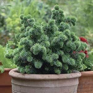  Sitka Spruce, Picea Sitchensis,tree or Bonsai 3 Seeds 