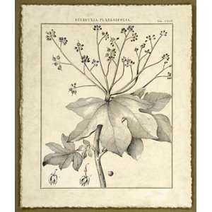 Vintage Botanical Study I by Sellier 16x19 