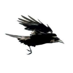  Flying Crow Art Button 