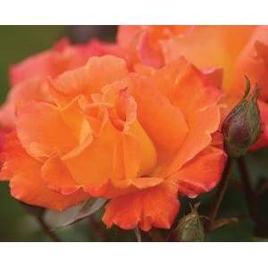  Orange Waves Rose Seeds Packet Patio, Lawn & Garden