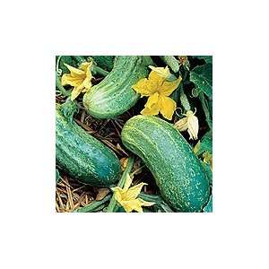  Northern Pickling Cucumber   pack