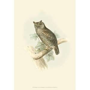  Gould Scops eared Owl   Poster by John Gould (13x19)