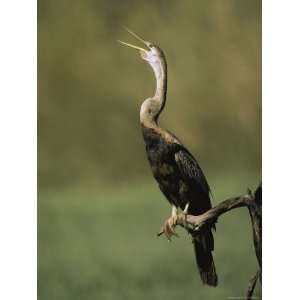 An American Anhinga or Darter Bird Calls from a Branch Photographic 