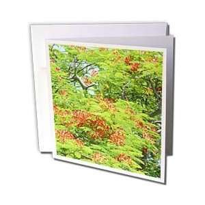 Florene Nature   Poinciana Tree   Greeting Cards 6 Greeting Cards with 