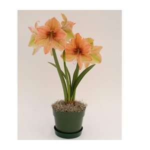  Amaryllis Exotica®, one bulb in a green eco pot Patio 
