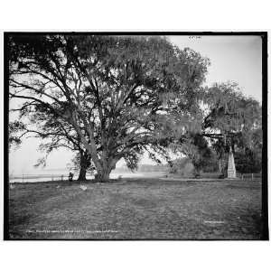  Monument under the oak at Ashley Hall,Charleston,S.C 
