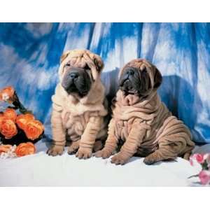  C Nikolson   Dogs   Sharpei Pups Canvas