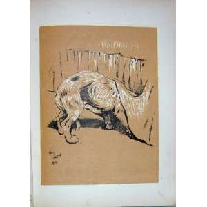  1905 Dog Day Cecil Aldin Miss Browns Bed Terrier Print 