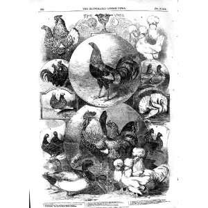  1854 Birmingham Christmas Poultry Show Birds Fowls