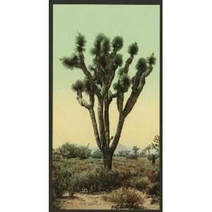   Reprint of Yucca cactus at Hesperia, California