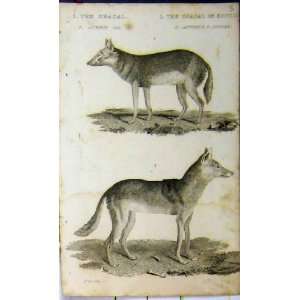    1825 Natural History Chacal Senega Whittaker Animal