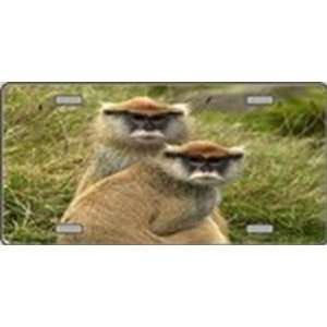 Monkeys   Full Color Photography License Plates Plate Plates Tag Tags 