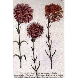  Carnations No.338 Poster Print