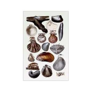  Shells Monomyaria #2 12x18 Giclee on canvas