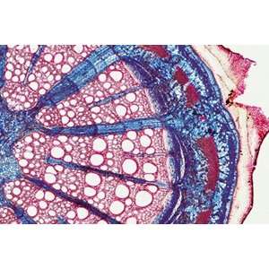 Angiospermae IV. Stems Microscope Slides  Industrial 