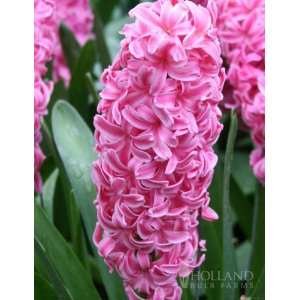  Pink Pearl Hyacinth   6 bulbs Patio, Lawn & Garden